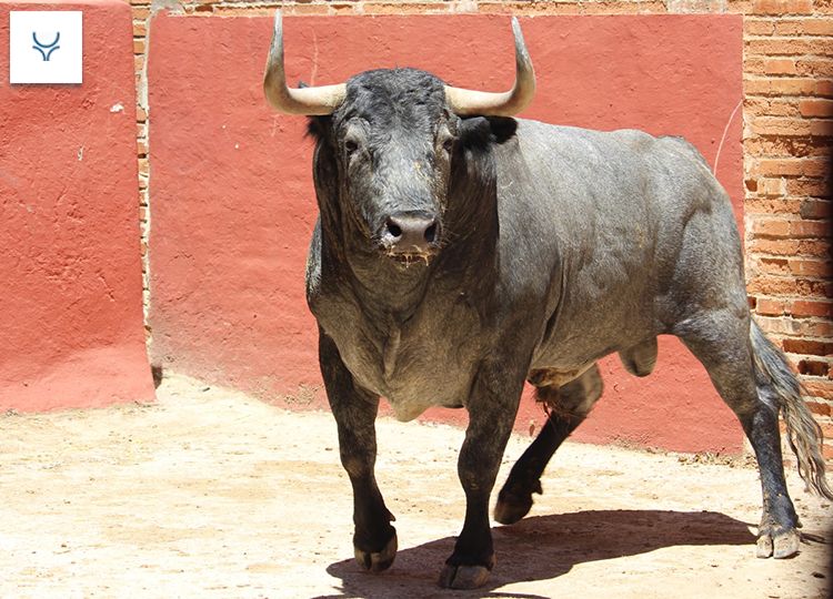 Algésiras organisera une corrida dans le concours de bétail à la prochaine Foire Royale