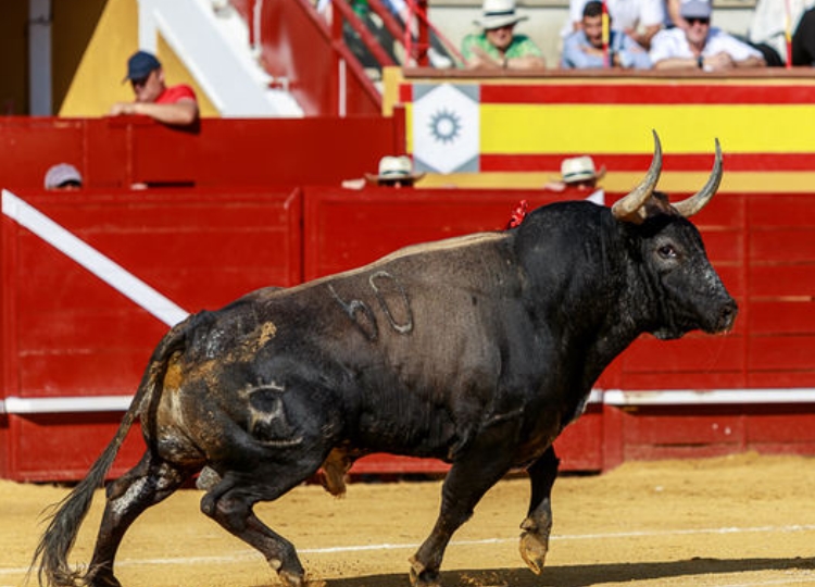 Cenicientos reste fidèle à son essence et annonce une nouvelle grande liste de troupeaux