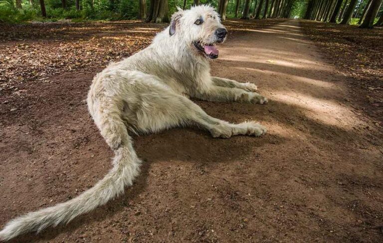 Le chien sans po***, mais avec une queue