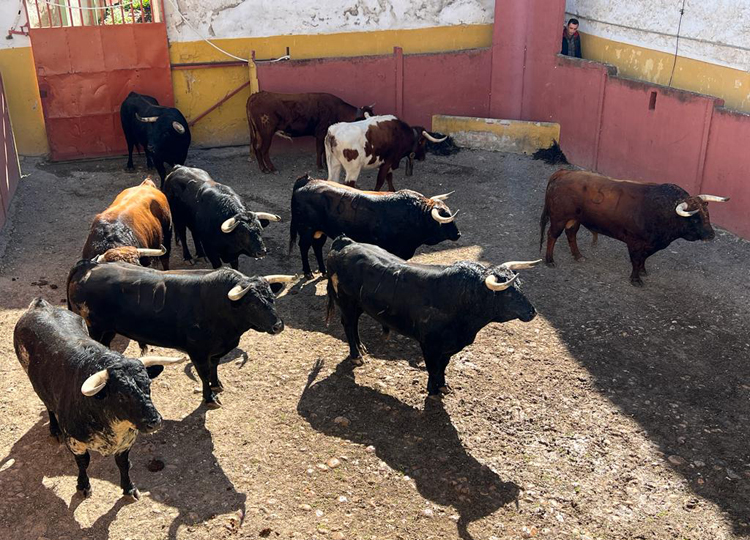 Ordre de combat des taureaux Albarreal pour aujourd&rsquo;hui à Écija