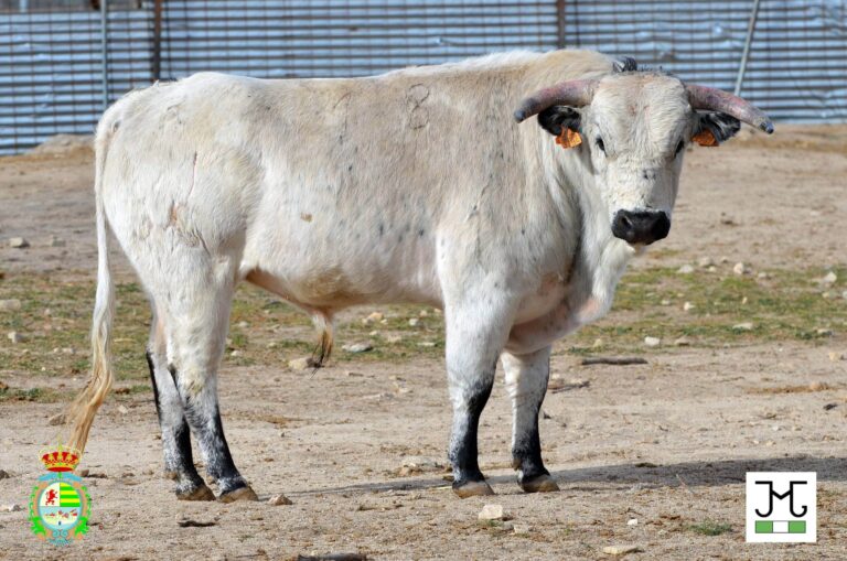 Ce sont les bouvillons des fermes du concours « POTIER D&rsquo;ARGENT 2023 »