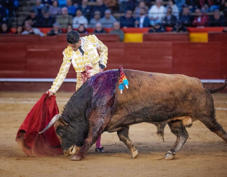 Fallas et Castellón, réflexion sur le taureau passé