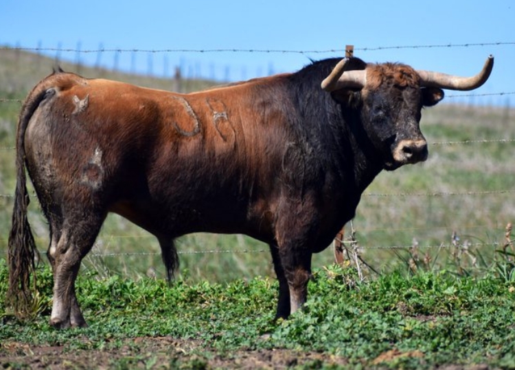 La Palmosilla annonce le troisième taureau évalué pour San Fermín