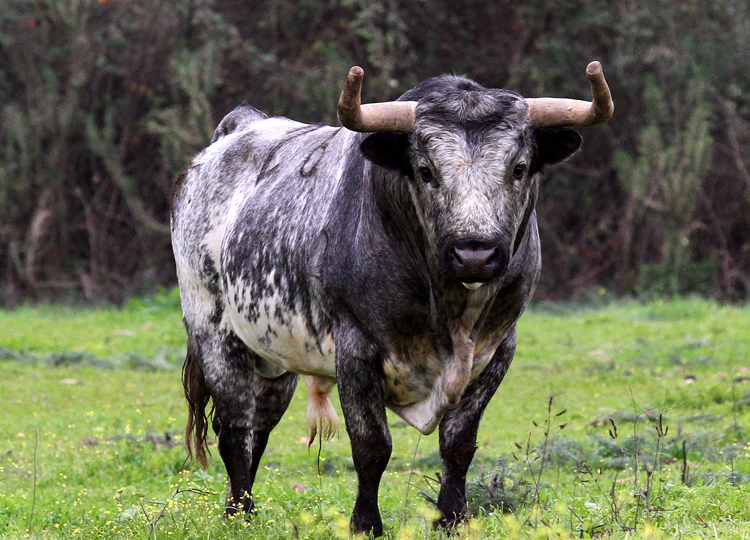 La Quinta et Arles : une corrida redoutable