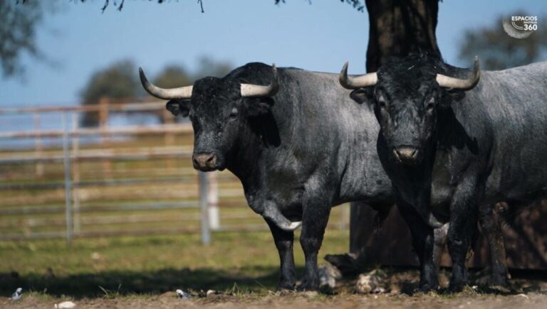 Les imposants taureaux de Victorino pour Fallas