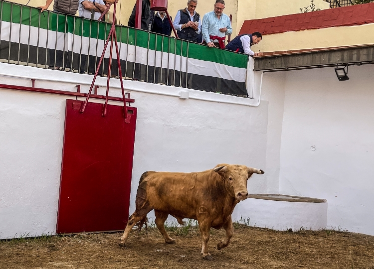 Les taureaux de Juan Pedro Domecq pour l&rsquo;anniversaire des arènes d&rsquo;Almendralejo, déjà dans les corrals