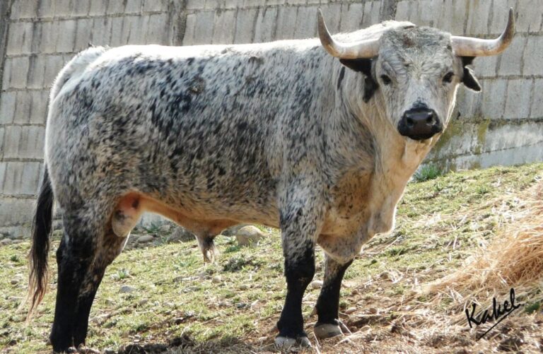 Les taureaux de Los Maños pour l&rsquo;événement du dimanche des Rameaux à Las Ventas