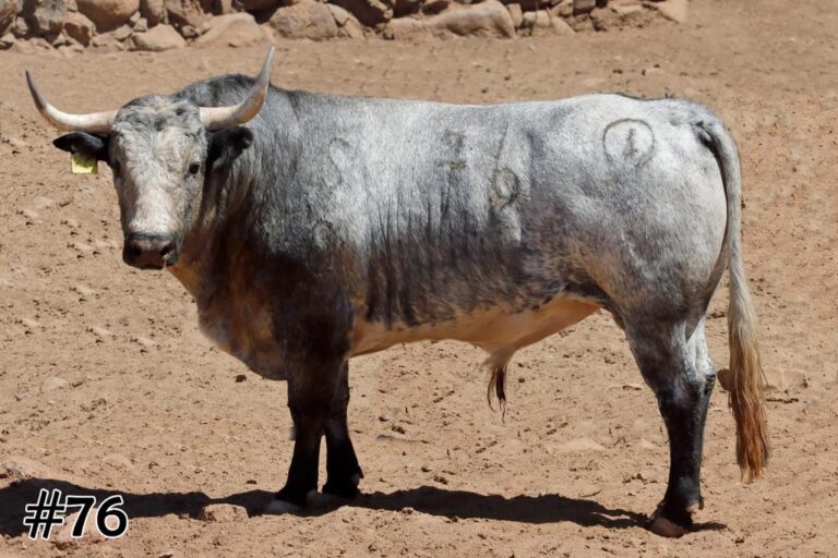 Les taureaux de San Marcos pour la seconde de Texcoco