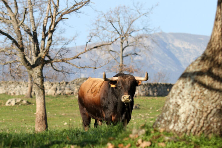 Victoriano del Río, une corrida de luxe pour Arles (Photos)