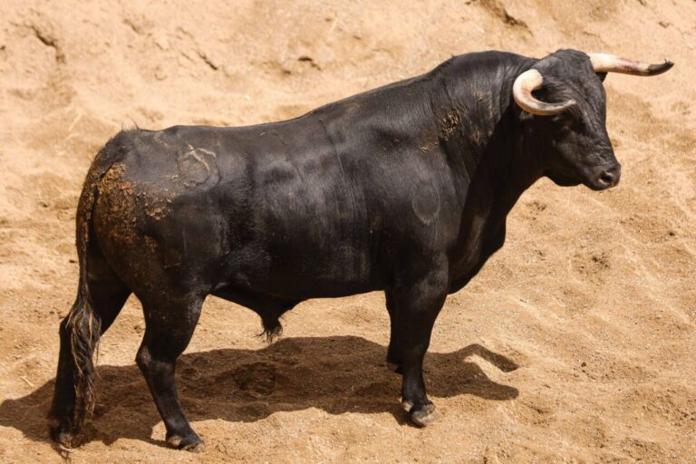 Les taureaux de Passanha et El Torero pour l&rsquo;affiche de la 13e souscription à Séville