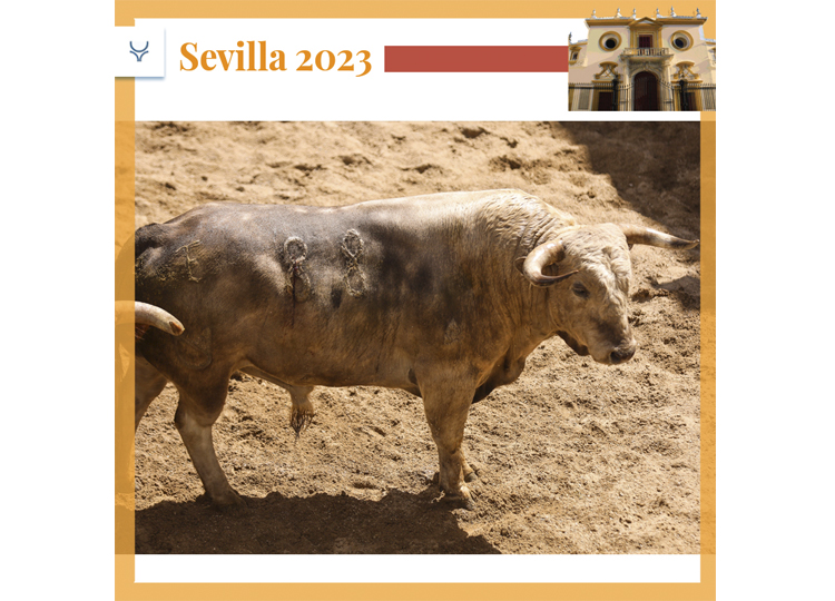 &lsquo;Lanudo&rsquo;, &lsquo;Rescoldito&rsquo;…, de Núñez del Cuvillo, pour la première affiche de la Foire d&rsquo;Avril