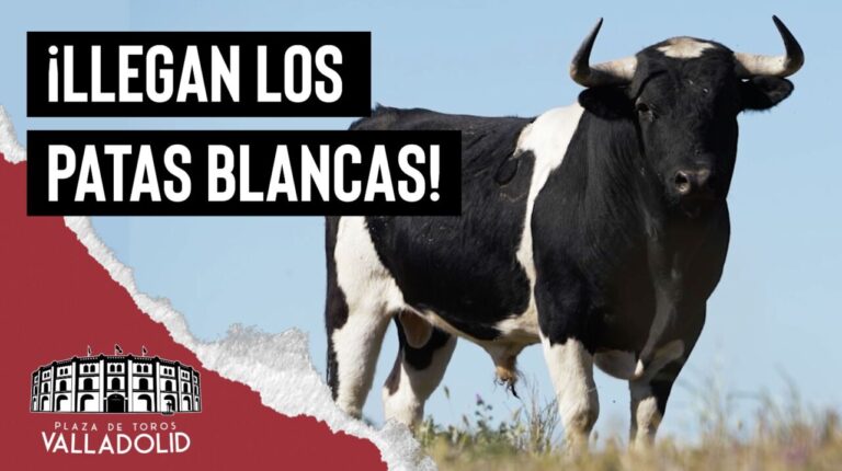 Les &lsquo;White Legs&rsquo; de Monteviejo arrivent à Valladolid