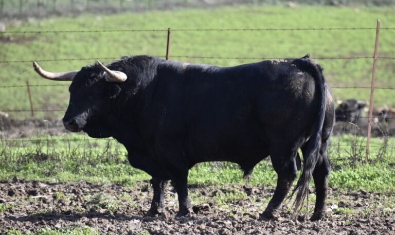 &lsquo;Opíparo&rsquo;, quatrième taureau de La Palmosilla pour San Fermín