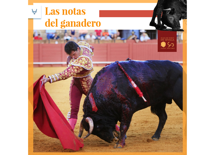 Un grand taureau pour couvrir une rare corrida d&rsquo;El Parralejo