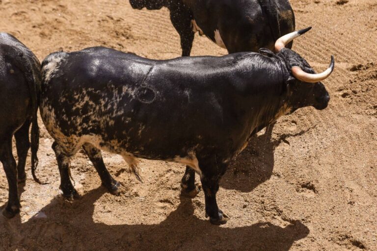 Ceux de Rocío de la Cámara et Cortijo de la Sierra pour Séville