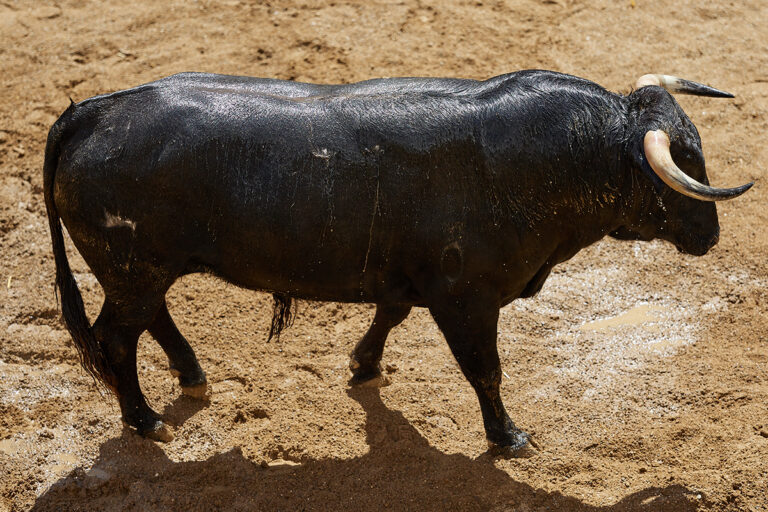 &lsquo;Biensolo&rsquo;, de Villamarta, ouvre la corrida de la Maestranza