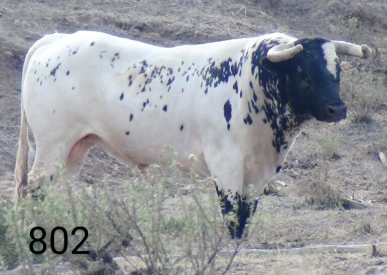 Approuvé les taureaux de Torreón de Cañas pour la corrida de Los Ángeles Taurinos