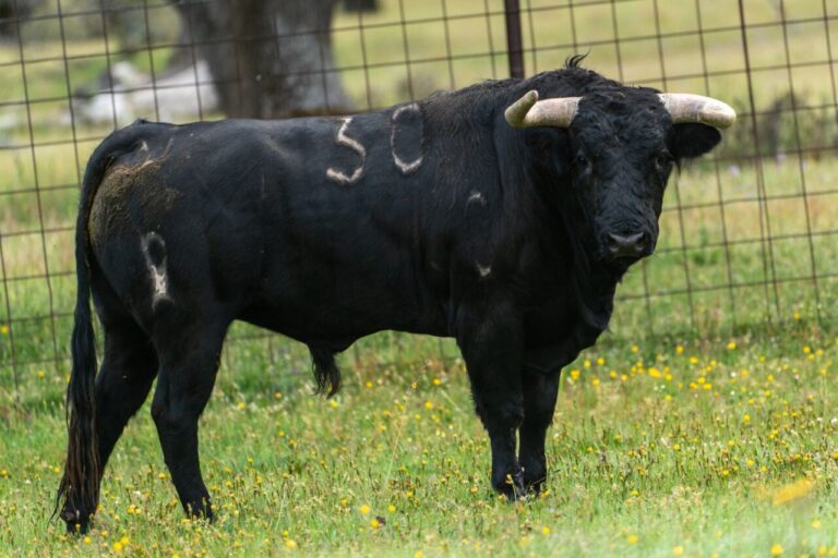 Ceux d&rsquo;El Collado pour le retour de la corrida à Valladolid