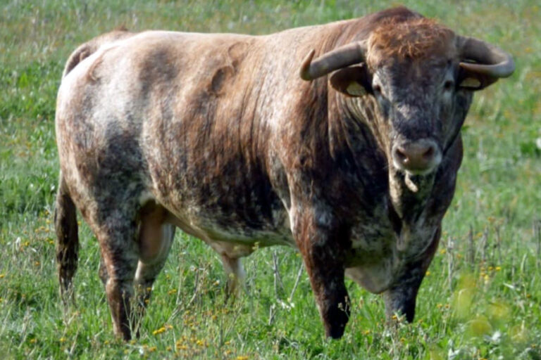 Les taureaux de Núñez del Cuvillo pour la corrida de San Fernando à Aranjuez