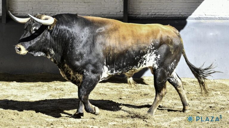 Montealto achève la corrida de la Casa de Los Toreros à Madrid