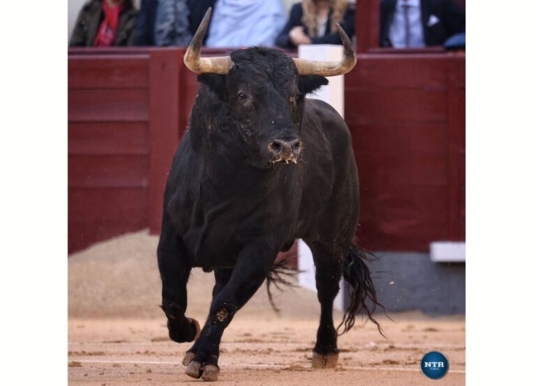 Taureaux (et corridas) emportés par le vent
