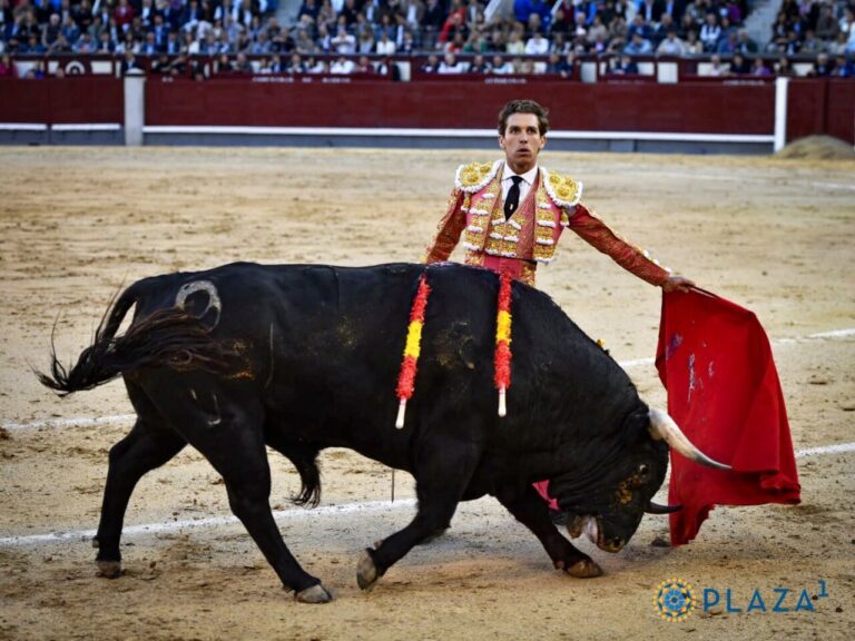 Un taureau de Guiomar Cortés de Moura dans la déception de Montalvo
