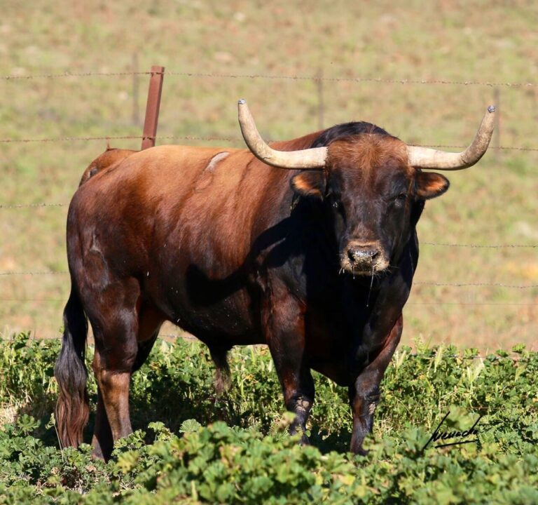 La corrida de La Palmosilla pour Pampelune