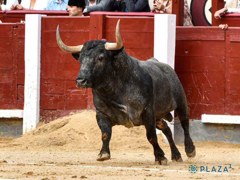 La réalité du taureau |  mundotoro.com