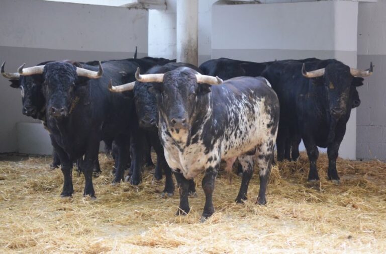 Les bouvillons de Pincha, débarqués à Pampelune