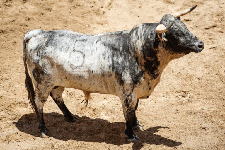 Ordre de combat des bouvillons d&rsquo;Albarreal pour la 20e souscription de Séville