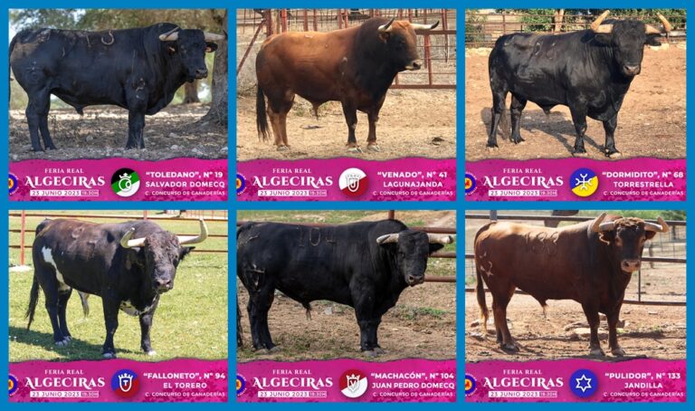 Tous les taureaux du &lsquo;Livestock Contest Bullfight&rsquo; de la Foire Royale d&rsquo;Algésiras