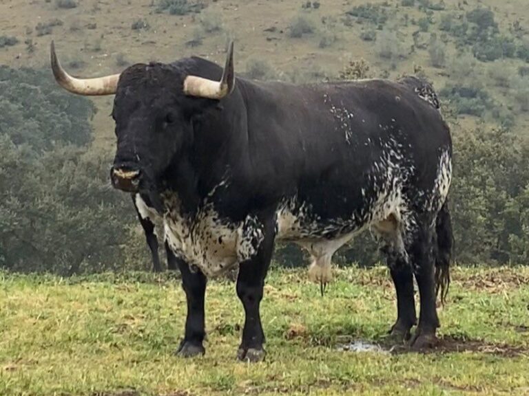 La Supercopa Toros en Espagne choisit ce samedi le régleur le plus complet
