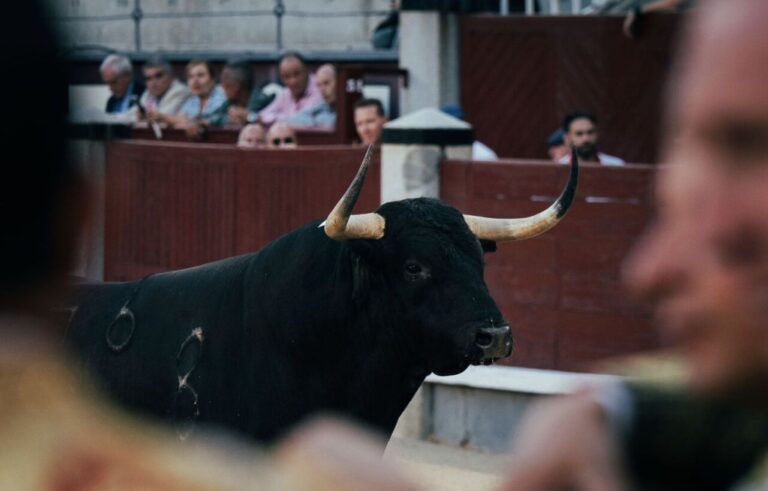 Défini les affiches du mois d&rsquo;août à Las Ventas