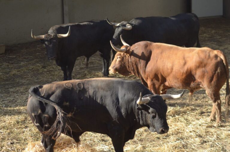 Jandilla a passé la nuit dans les Corrales del Gas