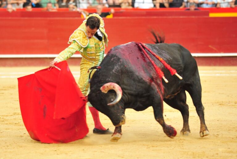 Tâche sérieuse de Paco Ramos à un grand taureau d&rsquo;El Parralejo