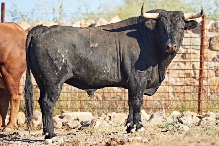 &lsquo;Almorox verra une forte corrida mais avec un bon fond&rsquo; (Vidéo)