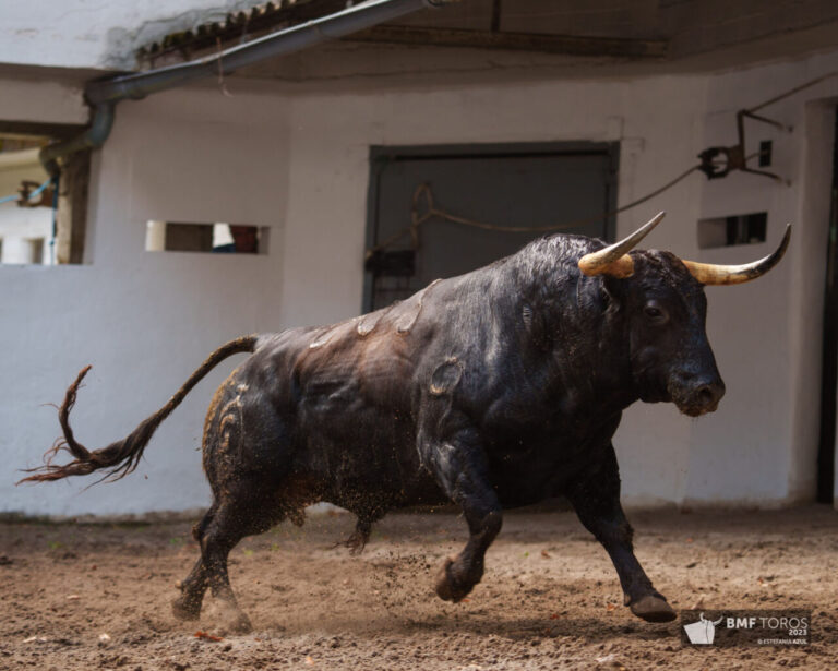 Les taureaux de Fermín Bohórquez, Fuente Ymbro et les bouvillons de José Cruz ont atterri à Vista Alegre