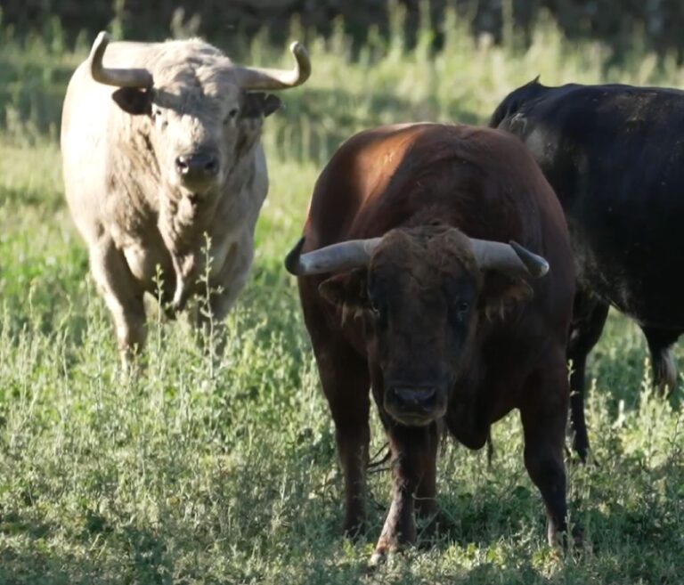 Rafael Molina, sur la situation du taureau de combat atteint de la maladie des moustiques : « Pour le moment, nous n&rsquo;avons pu expédier aucun taureau à Dax »
