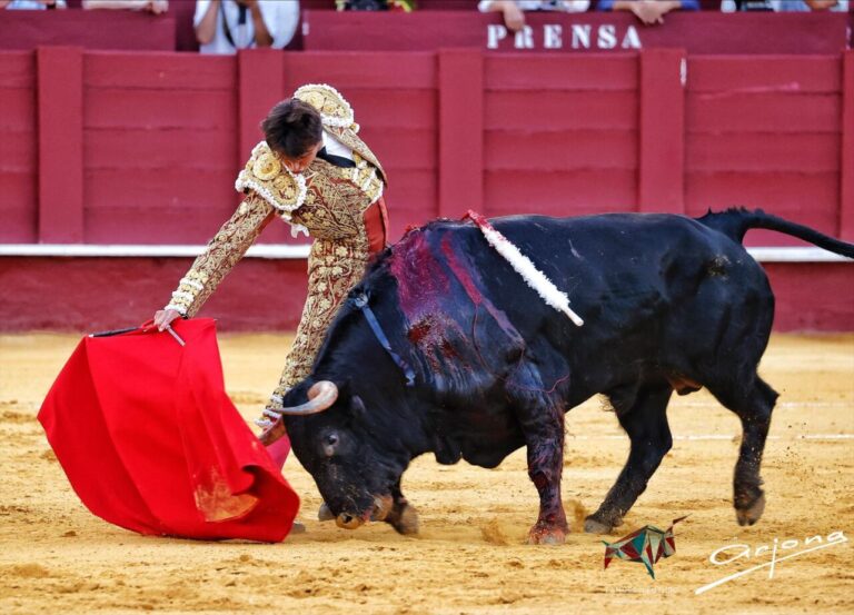 Une Roca Rey retentissante, Puerta Grande dans sa réapparition dans un grand après-midi de tauromachie à Malaga