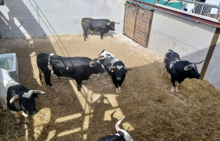 Ceux de Barcial ont été tirés au sort pour la dernière corrida de Calasparra