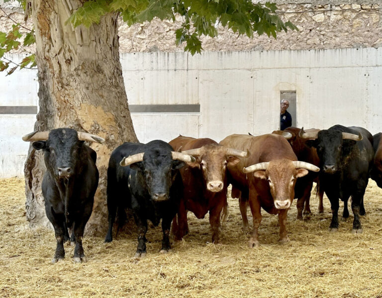 « Cursilito » ouvre la corrida de La Palmosilla à Murcie