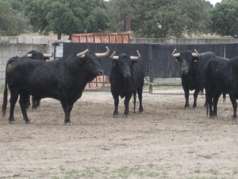 La société BMF Toros organise une excursion gratuite à l&rsquo;élevage de Vellosino