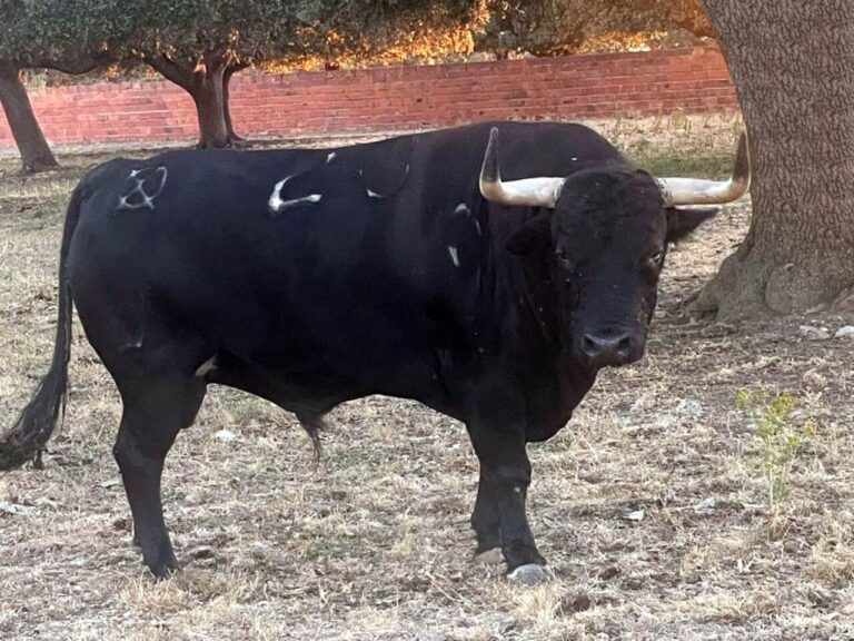 Le parcours passionnant de Loreto Charro pour Almodóvar del Campo
