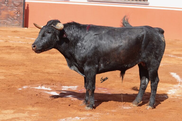 « Les miracles existent » : Pedro Haces