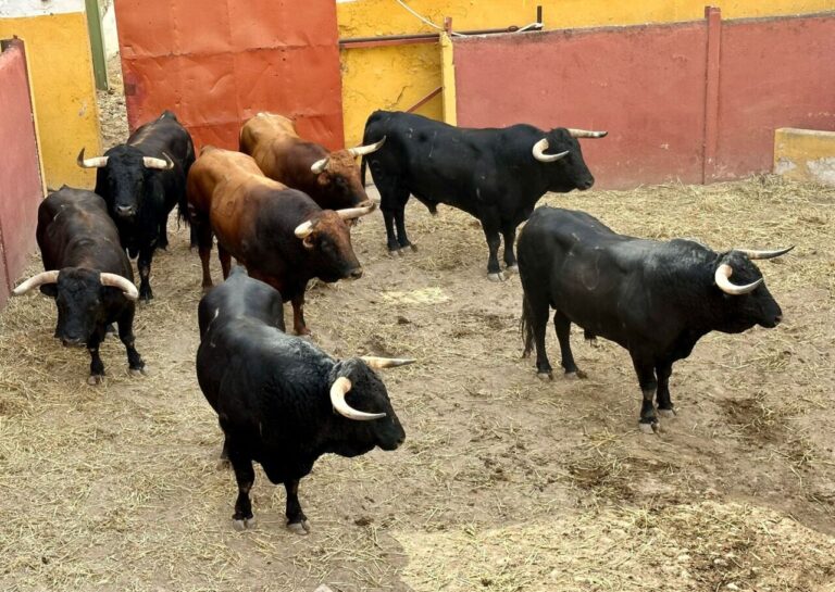 &lsquo;Meloncito&rsquo; de Julio de la Puerta ouvre l&rsquo;après-midi du retour des taureaux à Écija
