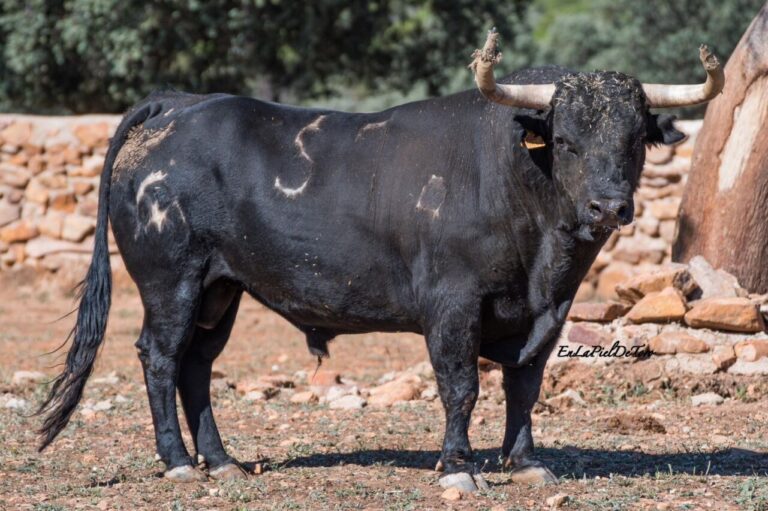 Un grand Championnat National, au retour des régleurs à Albacete