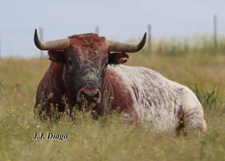 Antonio Miura : « Nous devons évoluer ;  la tauromachie est l&rsquo;affaire d&rsquo;un taureau et d&rsquo;un torero, pas seulement d&rsquo;un