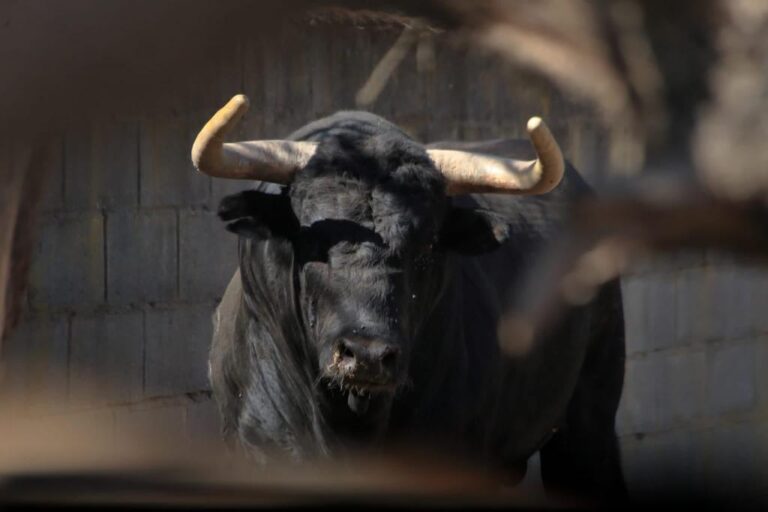 Moisés Fraile : « Nous avons vu pas mal de vaches mourir à cause du moustique à la mi-septembre et nous pensons que cela influence la tauromachie »