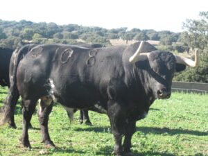 El Puerto de San Lorenzo, La Ventana de El Puerto, campagne, pâturages, fermes d'élevage