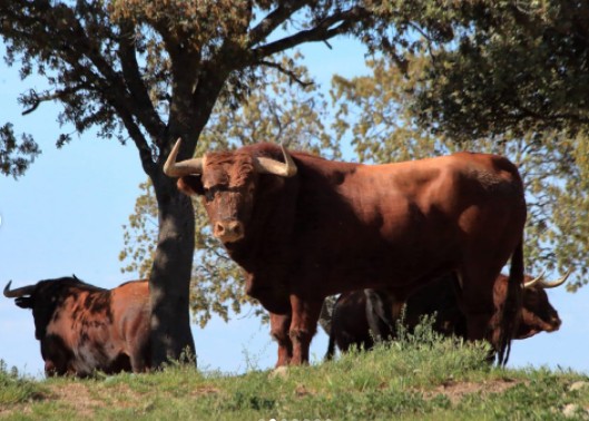 La Junta de Castilla y León alloue une aide aux éleveurs touchés par l&rsquo;EHE